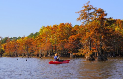 A person kayaks through a serene, autumn-colored swamp with vibrant orange and yellow trees.