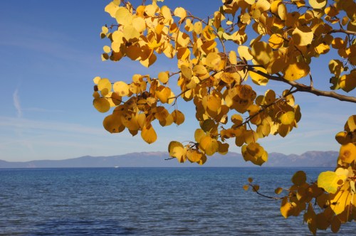 Golden leaves frame a serene lake view with mountains in the background under a clear blue sky.