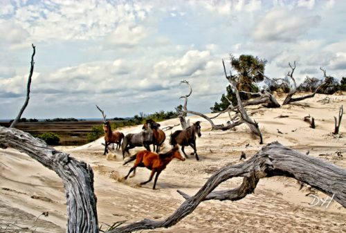 A group of wild horses running across a sandy landscape with sparse trees and a cloudy sky in the background.