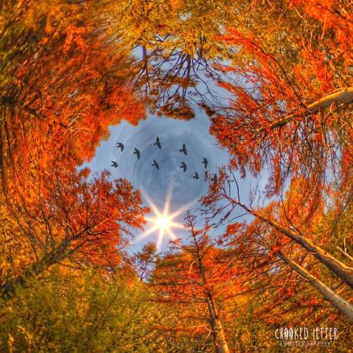 A vibrant autumn forest with orange leaves, a bright sun, and birds flying in a circular pattern above.