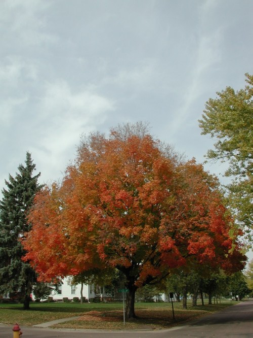 A vibrant tree with bright orange and red leaves stands against a cloudy sky, surrounded by green trees.