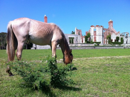 A horse grazes on grass in front of a ruined building under a clear blue sky.