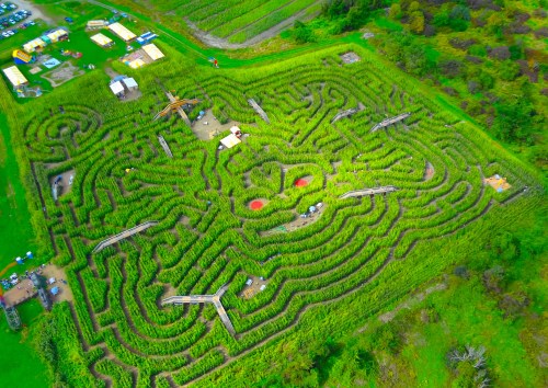 Aerial view of a large corn maze with pathways and structures, surrounded by green fields and trees.