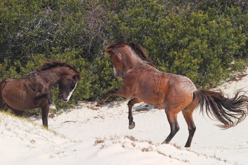 Two horses playfully interact on a sandy beach, surrounded by greenery. One horse rears up while the other watches.