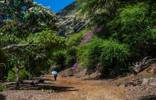 A person walks along a dirt path surrounded by lush greenery and colorful flowers under a bright blue sky.