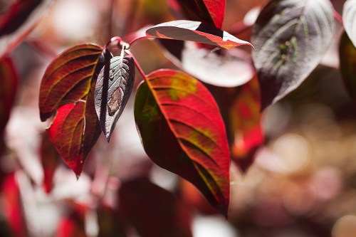 Close-up of vibrant red and green leaves with intricate textures and patterns, softly illuminated by natural light.