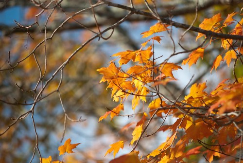 Close-up of vibrant orange maple leaves against a blurred background of branches and blue sky.