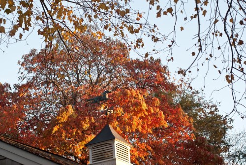 A vibrant autumn scene featuring a tree with orange and yellow leaves, partially obscured by branches and a building's roof.