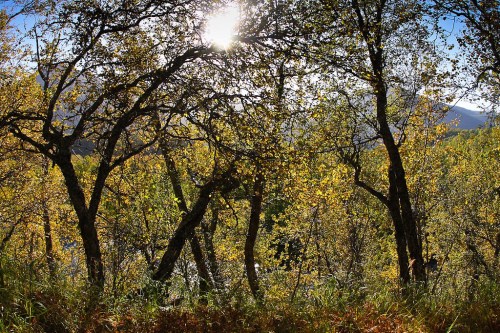 Sunlight filters through trees with autumn leaves, illuminating a serene forest scene.