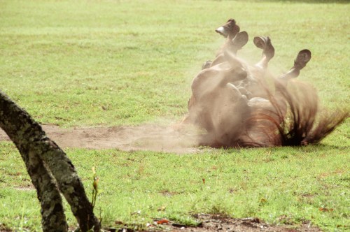 A horse rolls on its back in a grassy field, kicking up dust around it.