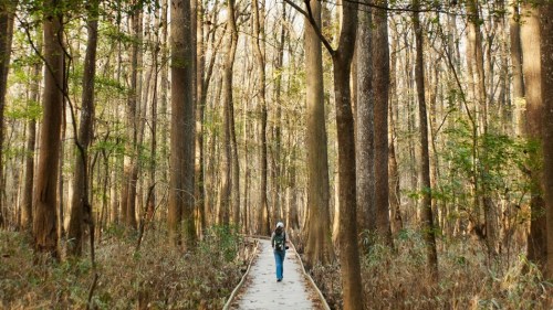 A person walks along a wooden path through a dense forest with tall trees and sparse underbrush.