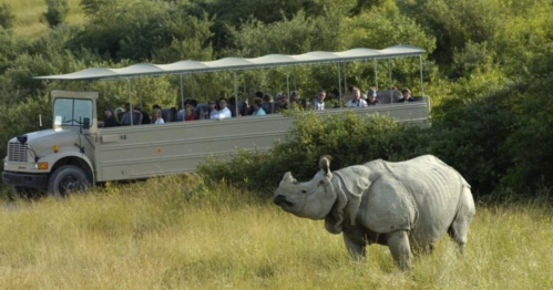 A rhinoceros grazes in a field near a safari vehicle filled with tourists.
