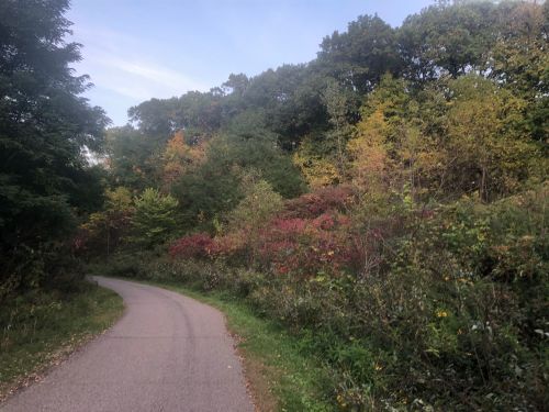 A winding path through a lush, colorful forest with trees showing autumn foliage.