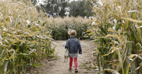 A child walks through a cornfield, holding a stuffed animal, surrounded by tall corn plants.
