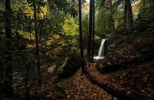 A serene forest scene with a waterfall surrounded by autumn foliage and fallen leaves on the ground.