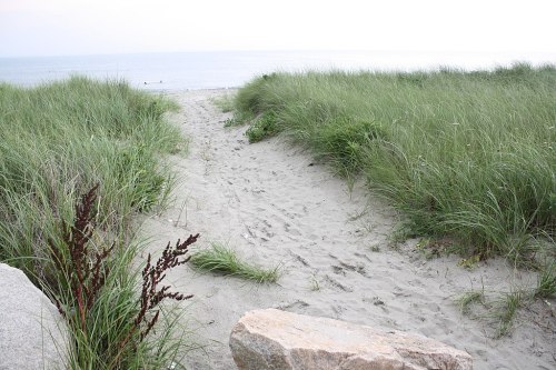 A sandy path through tall grass leads to a calm beach and ocean in the distance.