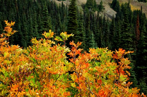 Vibrant orange and green foliage in the foreground, with a backdrop of dense evergreen trees.