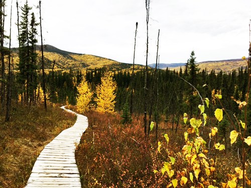 A wooden boardwalk winds through a forest with autumn foliage and distant mountains under a cloudy sky.