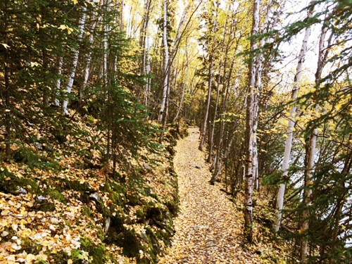 A winding path through a forest of trees with golden autumn leaves, beside a calm body of water.