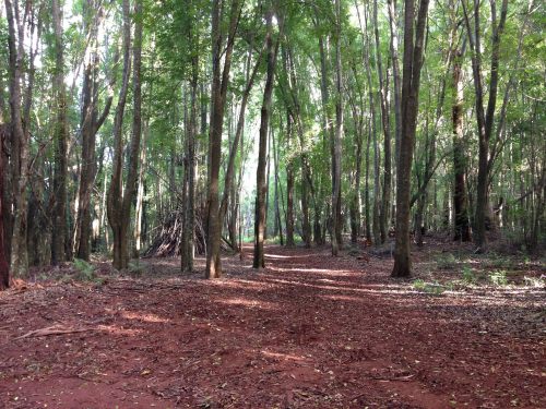 A serene forest path surrounded by tall trees and dappled sunlight on the red earth.