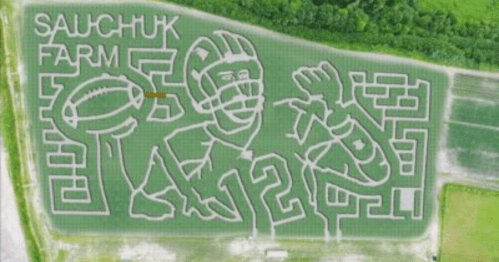 Aerial view of a corn maze featuring a football player and the text "Sauchuk Farm."