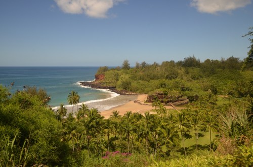 A scenic beach view with palm trees, lush greenery, and calm blue waters under a clear sky.