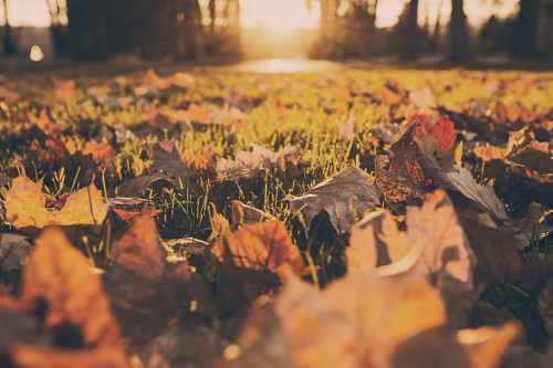 Golden sunlight filters through trees, illuminating a ground covered with colorful autumn leaves and patches of green grass.