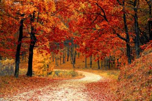 A winding path through a vibrant autumn forest with orange and yellow leaves covering the ground.