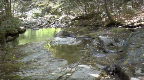 A serene forest scene featuring a calm stream flowing over smooth rocks, surrounded by lush greenery.