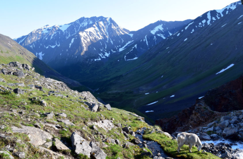 A scenic mountain landscape with rocky terrain, green grass, and a lone sheep grazing in the foreground.