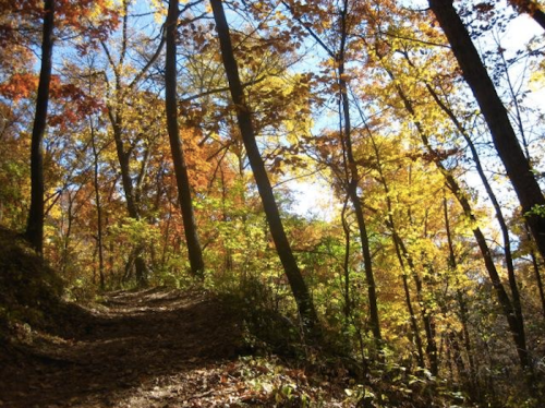 A sunlit forest path surrounded by vibrant autumn foliage and tall trees.