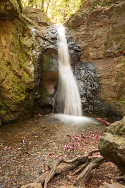 A serene waterfall cascades over rocks into a tranquil pool, surrounded by lush greenery and scattered flower petals.