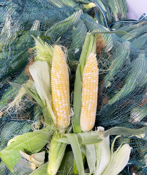 Two ears of corn with yellow kernels, surrounded by green husks and netting.