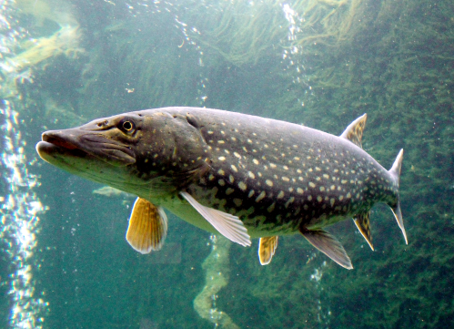 A large fish with a long body and spotted skin swimming in clear water, surrounded by aquatic plants.