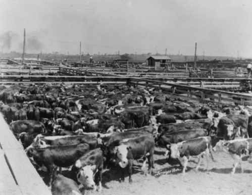 A historical black and white photo of a large herd of cattle in a stockyard, surrounded by wooden fences.