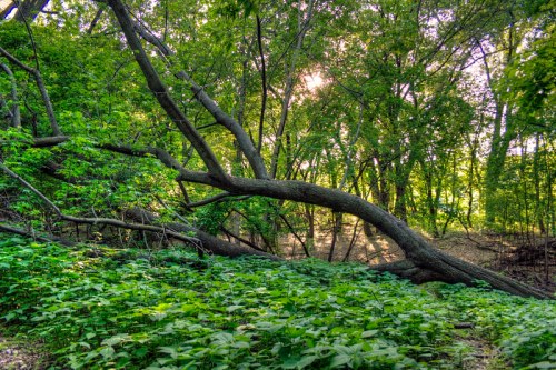 A sunlit forest scene with lush green foliage and a large fallen tree across a vibrant undergrowth.