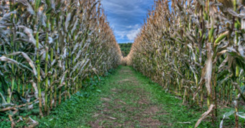 A narrow path through tall, dried corn stalks under a cloudy sky, leading into the distance.