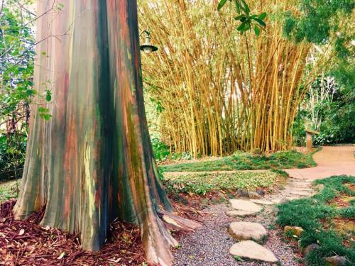 A vibrant tree trunk with multicolored bark stands beside a path leading through a bamboo grove.