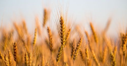 Close up of wheat field