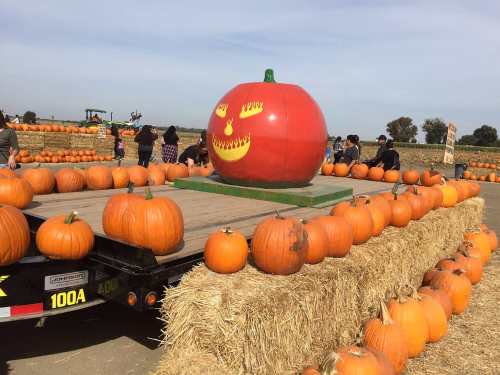 A large red pumpkin with a face sits on a trailer surrounded by smaller pumpkins and people in a pumpkin patch.
