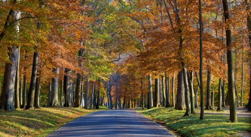 A serene road lined with tall trees displaying vibrant autumn foliage in shades of orange and yellow.