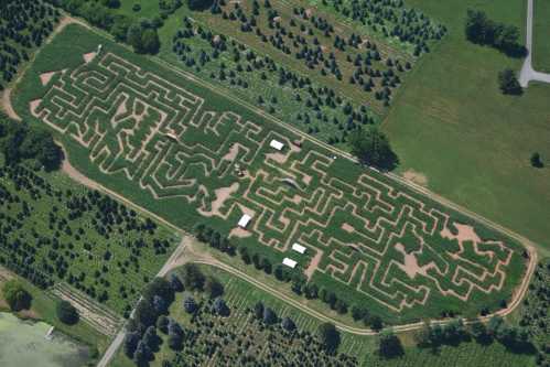 Aerial view of a large corn maze with intricate pathways surrounded by green fields and trees.