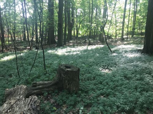 A serene forest scene with green foliage covering the ground and a tree stump in the foreground. Sunlight filters through the trees.