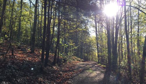 Sunlight filters through trees along a winding forest path, surrounded by green foliage and fallen leaves.