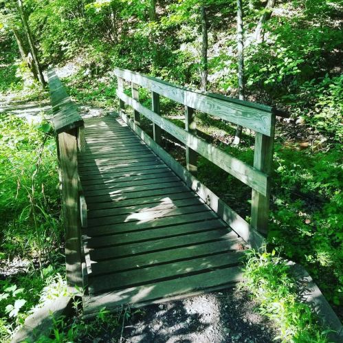 A wooden bridge spans a small path through a lush, green forest. Sunlight filters through the trees.