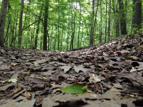 A forest path covered in fallen leaves, surrounded by lush green trees and dappled sunlight.
