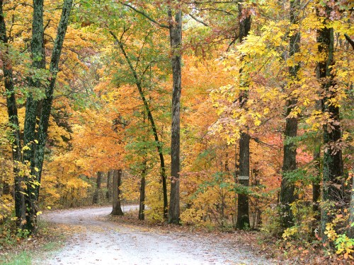 A winding dirt path through a forest of vibrant autumn trees with orange and yellow leaves.
