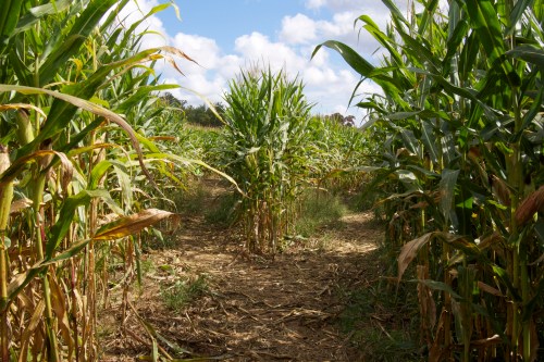 A pathway through tall corn plants under a blue sky with scattered clouds.