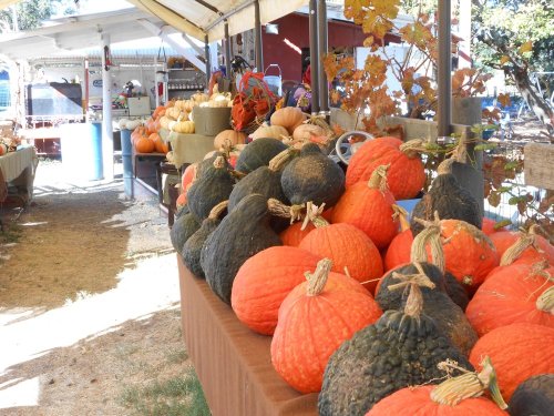 A market stall displays a variety of pumpkins, including orange and dark green, under a shaded canopy.