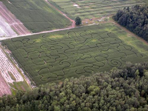 Aerial view of a corn maze with intricate patterns surrounded by green fields and trees.